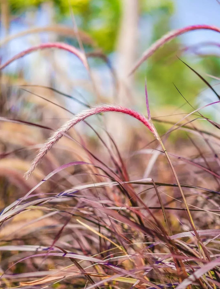别人还在卷花园设计,土豪们已经开始卷"庭院草"了!