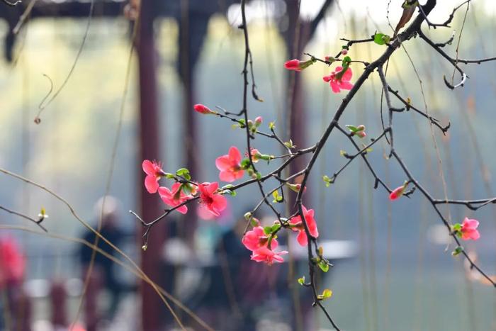 過年賞花好去處→|油菜花|花海_新浪