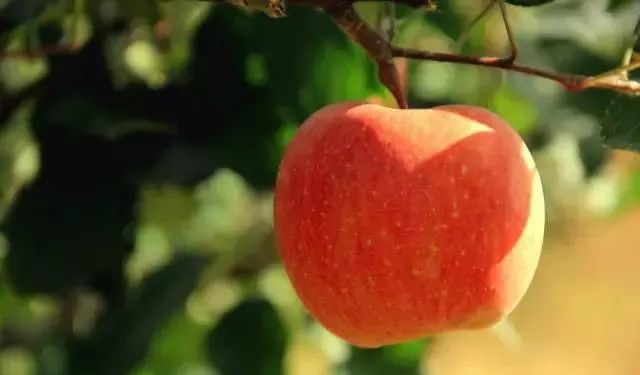 【水果地理】泰国为何盛产"水果之王"——榴莲,从地理角度说"苹果"