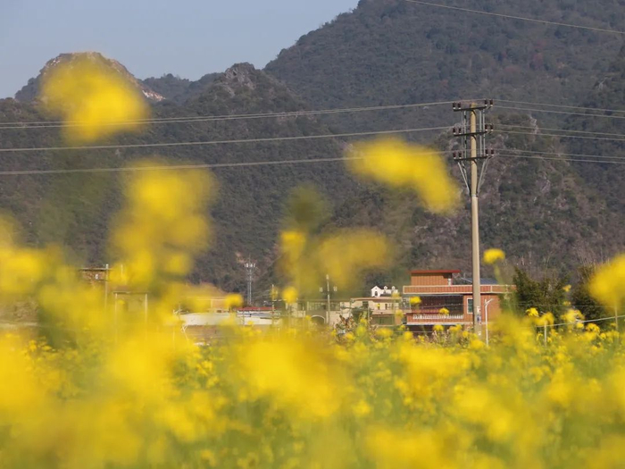 新春走基层连平县陂头镇乡村振兴展新颜美丽风景入画