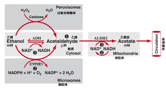 图片来自参考文献①
