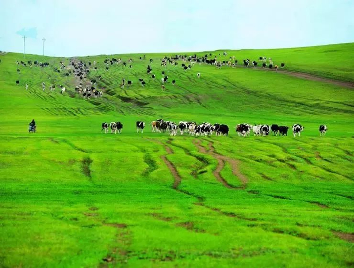 草甸,草原,高山草甸