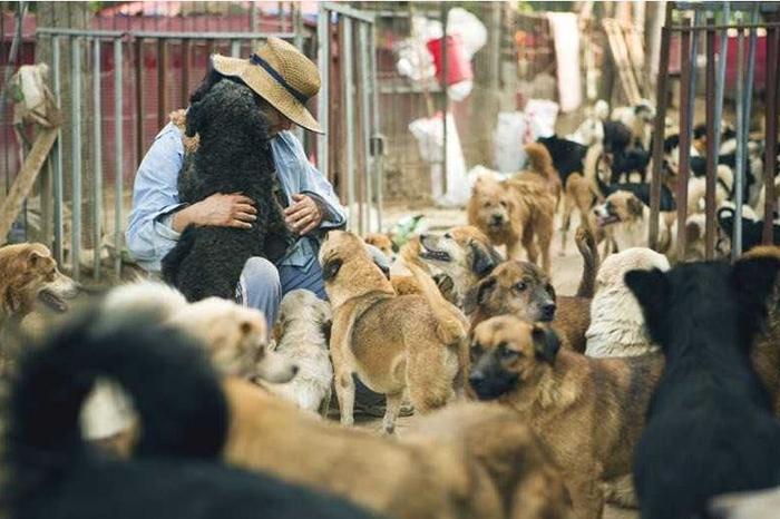 救助从来不是一个人就能完成的而她却为600多只流浪狗坚持了20年