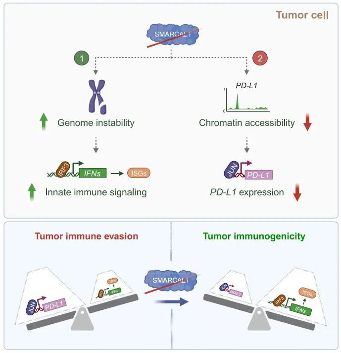 细胞癌细胞这下彻底藏不住了肿瘤躲避免疫系统的双保险被破解