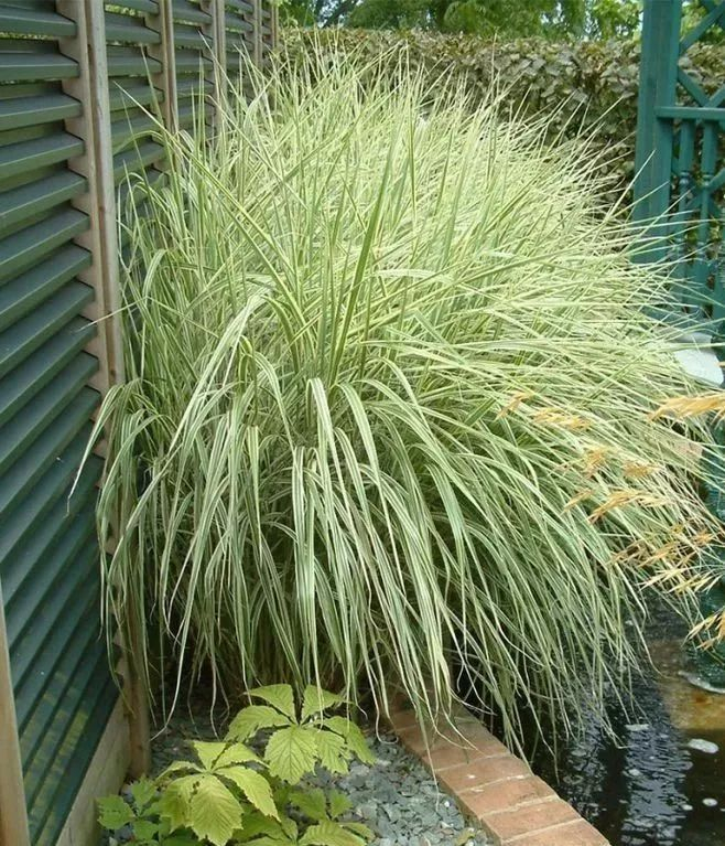 别人还在卷花园设计,土豪们已经开始卷"庭院草"了!