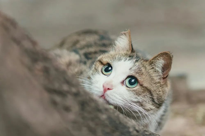 壁纸 动物 猫 猫咪 小猫 桌面 700_467
