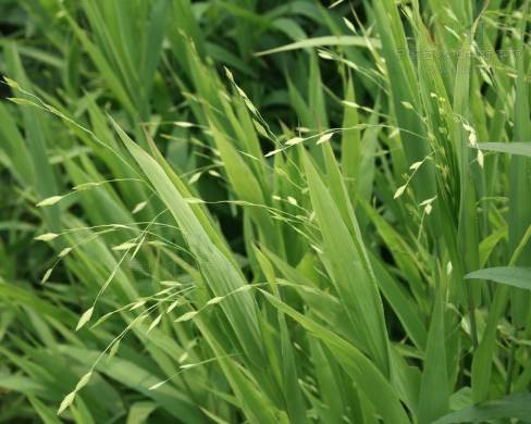 别人还在卷花园设计,土豪们已经开始卷"庭院草"了!