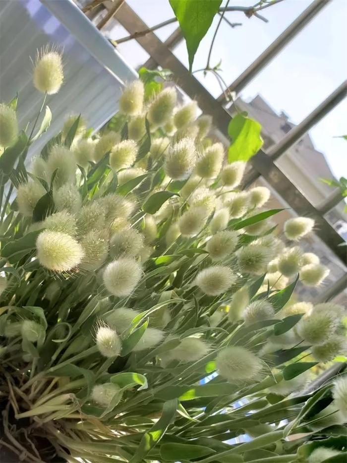 别人还在卷花园设计,土豪们已经开始卷"庭院草"了!