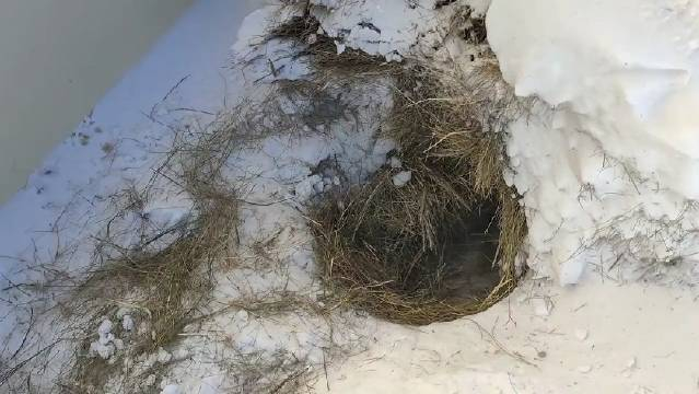 这狗窝好有安全感