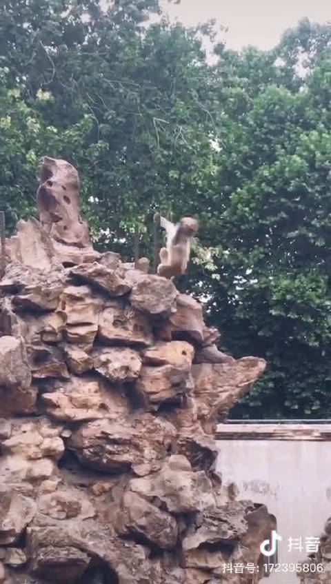 平顶山动物园一只快乐的小猴