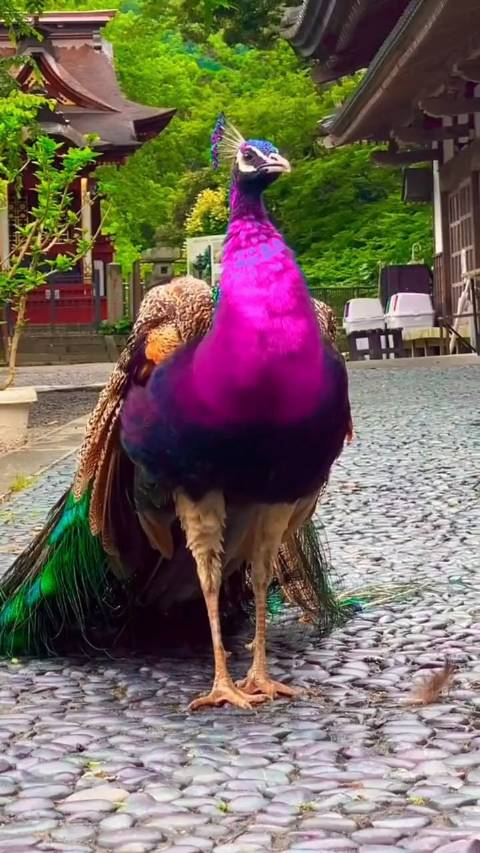 孔雀开屏的时候是令人赏心悦目的