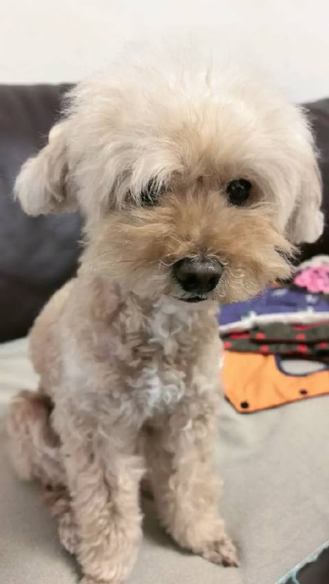 给狗娃修修毛无意中给我妞妞喳修了个发型就问你潮不潮