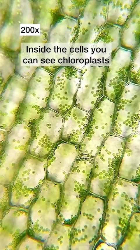 树叶细胞内的叶绿体_手机新浪网