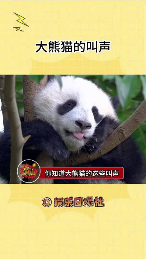 被科普到了熊猫语