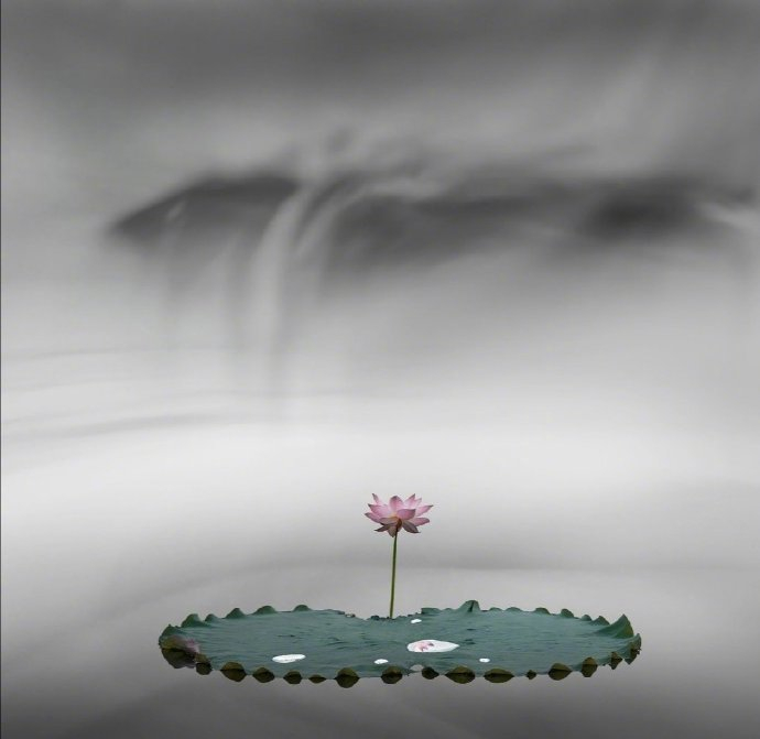 一念心清净,处处莲花开 晚安|莲花|晚安_新浪新闻