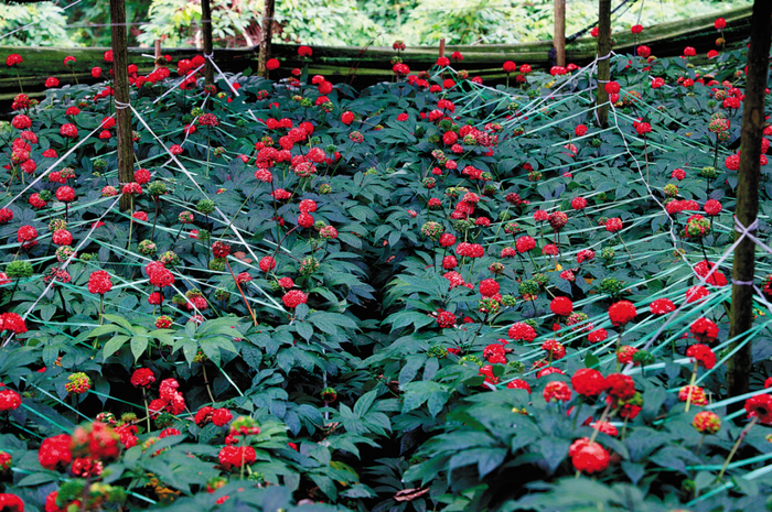 文山三七 谢昭瑾 摄