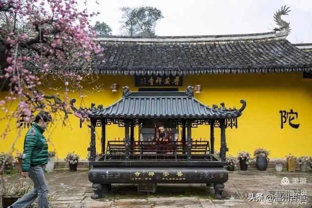 龙年祈福看普安禅寺龙梅开花期将过错过要等明年了