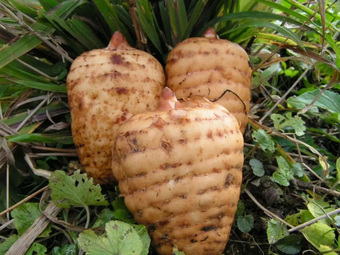 昭通天麻 图源：“云南省文化和旅游厅”微信公众号