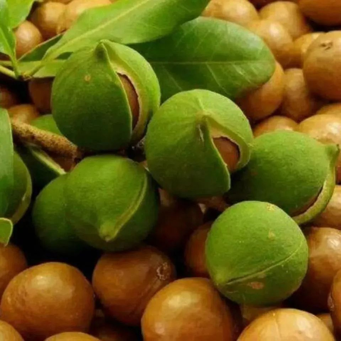 临沧坚果 图源：“今日临沧”微信公众号