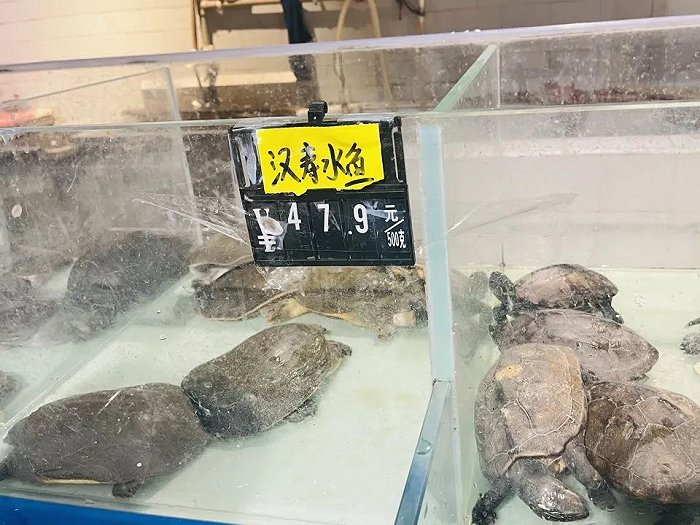 长沙某超市在售的汉寿甲鱼。图片来源：时代财经/摄