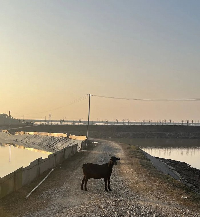 堤埂上，一只在寻找自己孩子的母羊。图源：时代财经/摄