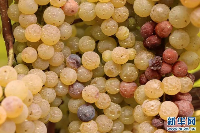 威代尔冰葡萄 杨荣选 摄