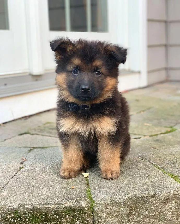 小德牧犬图片 幼犬图片