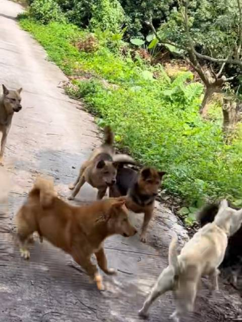 这狗还知道擒贼先擒王