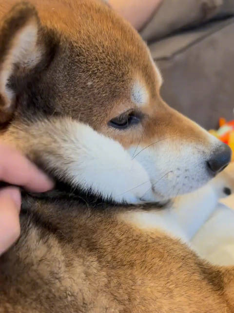 手感一级棒的小胡柴