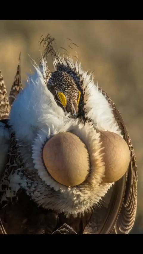 艾草松鸡的求偶之舞