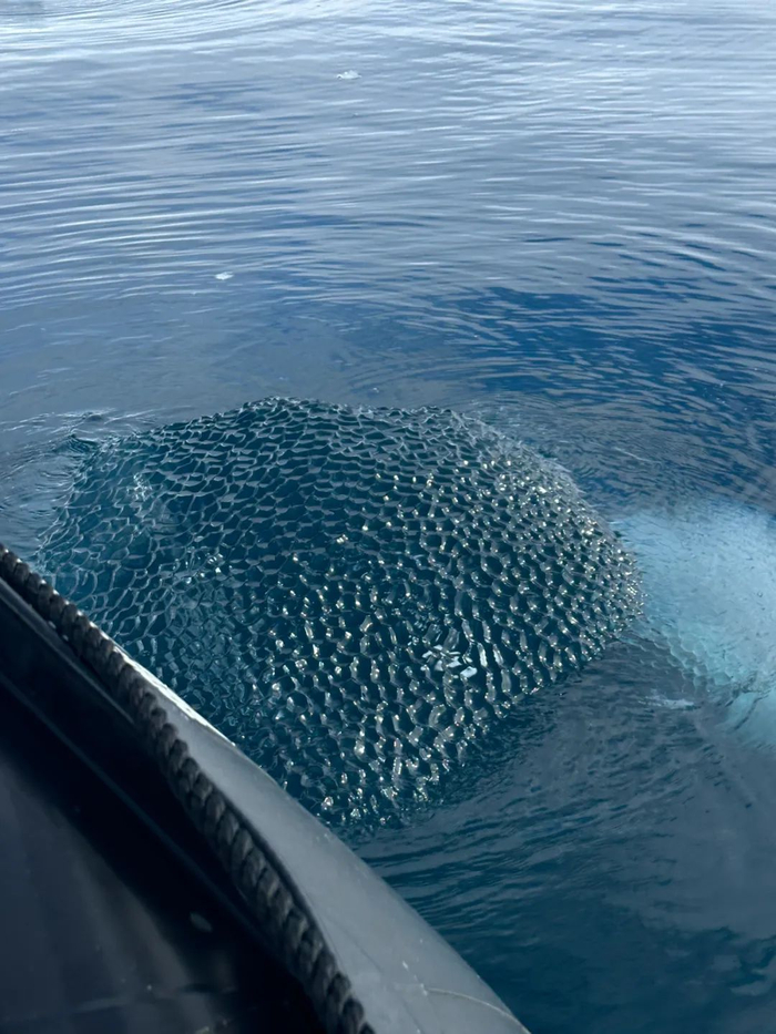 ▲黑冰 受访者杨冰供图