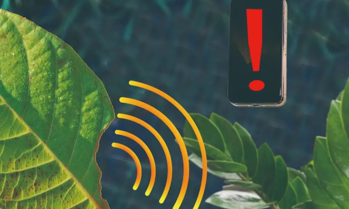 植物能发出超声波吗