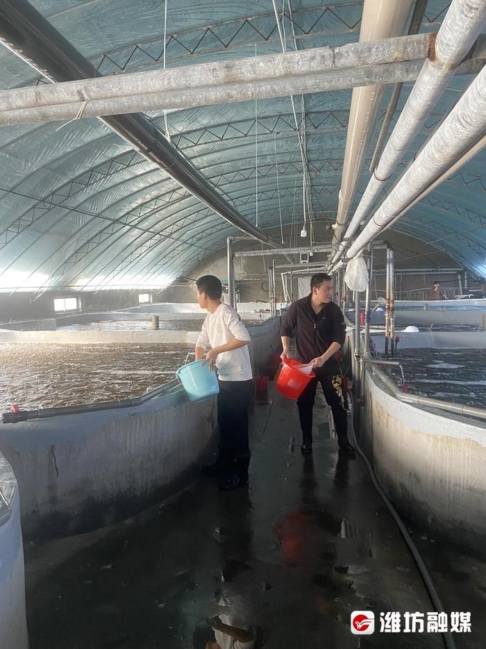 雙廟子村水產養殖基地,工作人員正在給蝦苗投餵飼料.