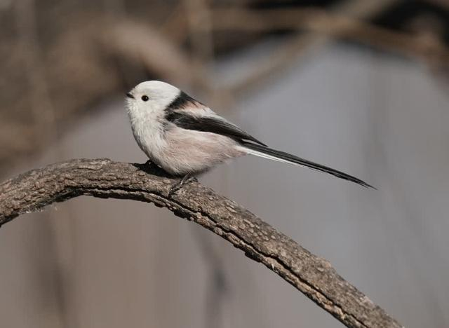 燕都新趣如何做一名真正的观鸟人
