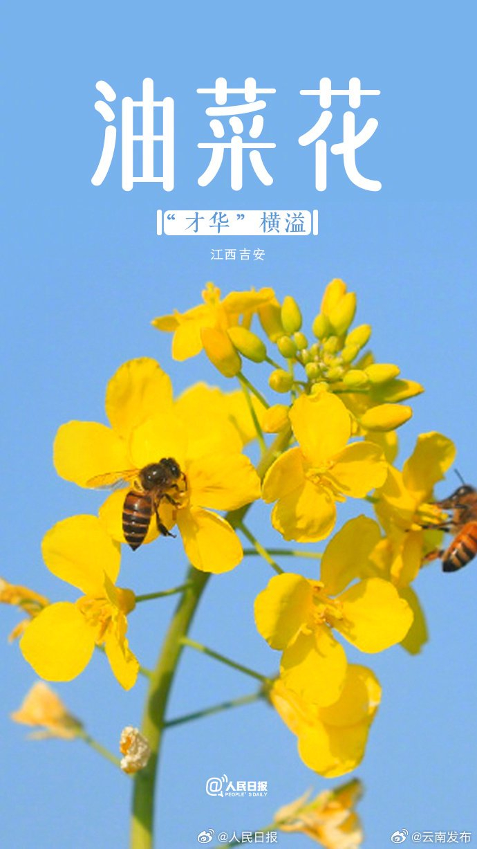 2024年第一批春花开了 收藏春花祝福壁纸|油菜花_新浪新闻