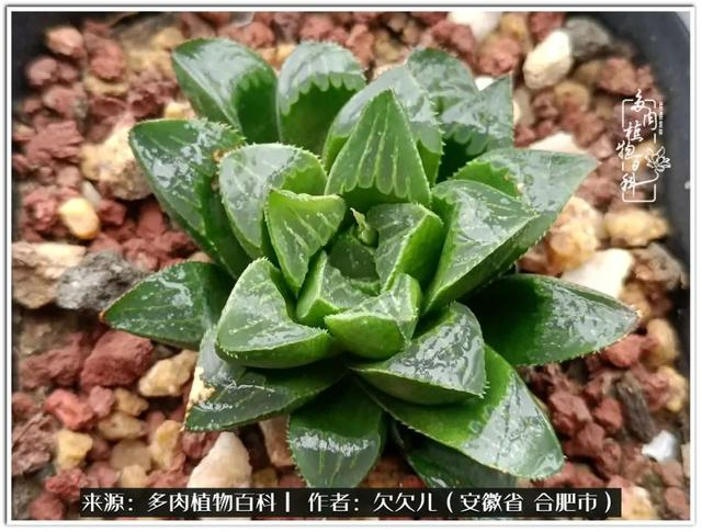 冬去春来,多肉们悄然变化着|太阳_新浪新闻