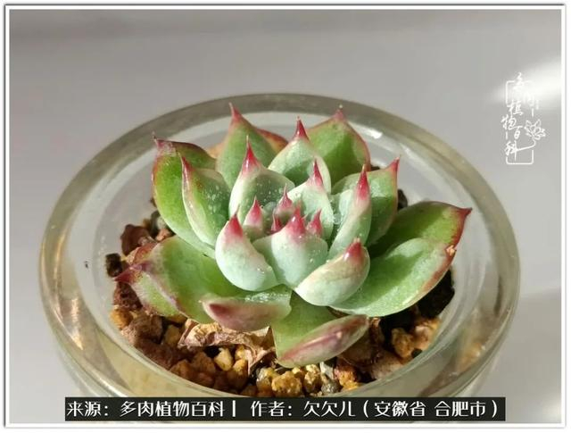 冬去春来,多肉们悄然变化着__财经头条