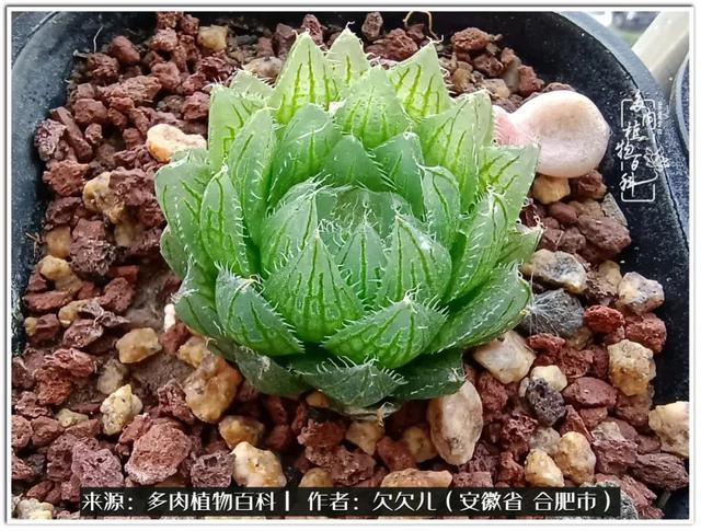 冬去春来,多肉们悄然变化着|太阳_新浪新闻