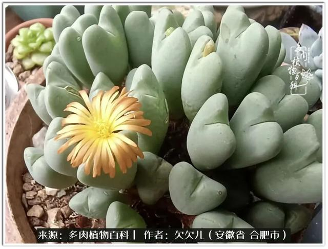 冬去春来,多肉们悄然变化着|太阳_新浪新闻