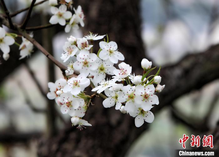 广西钦州梨花盛开 雪白花海迎客来