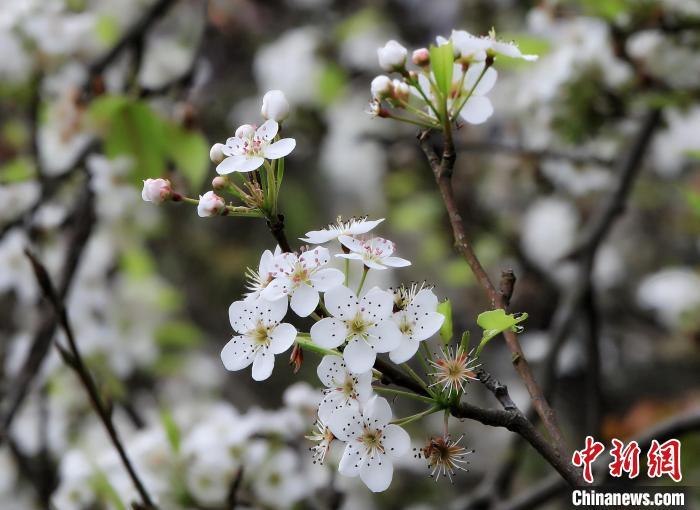 广西钦州梨花盛开 雪白花海迎客来