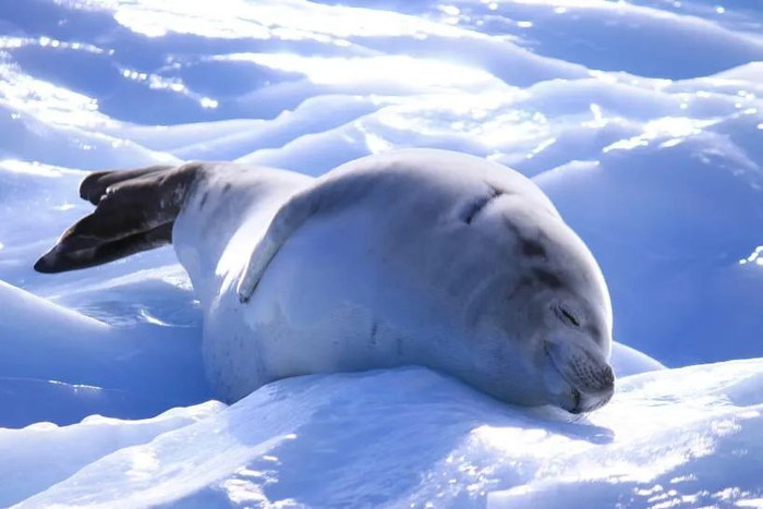 ▲受访者肥鹅供图