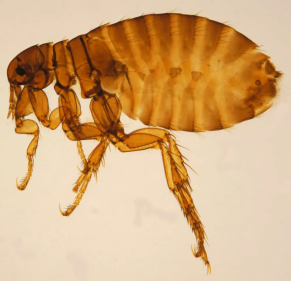 现生的跳蚤（图片来源网络）