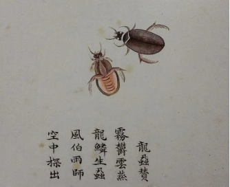 《海错图》中的龙虱（图片来源网络）