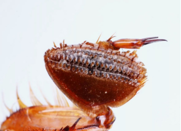 龙虱雄虫的抱握足特写（图片来源：https://www.sohu.com/a/213649890_648402）