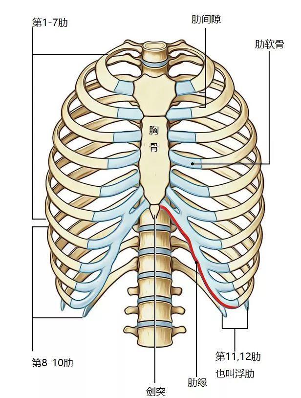左胸下肋骨图片