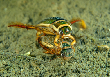 正在交配的龙虱（常凌小 供图）