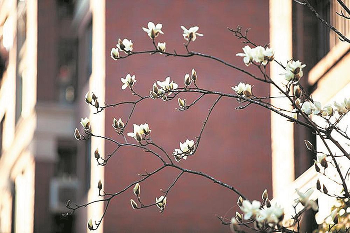     莹白的玉兰是春信之一，预报大规模花事的到来