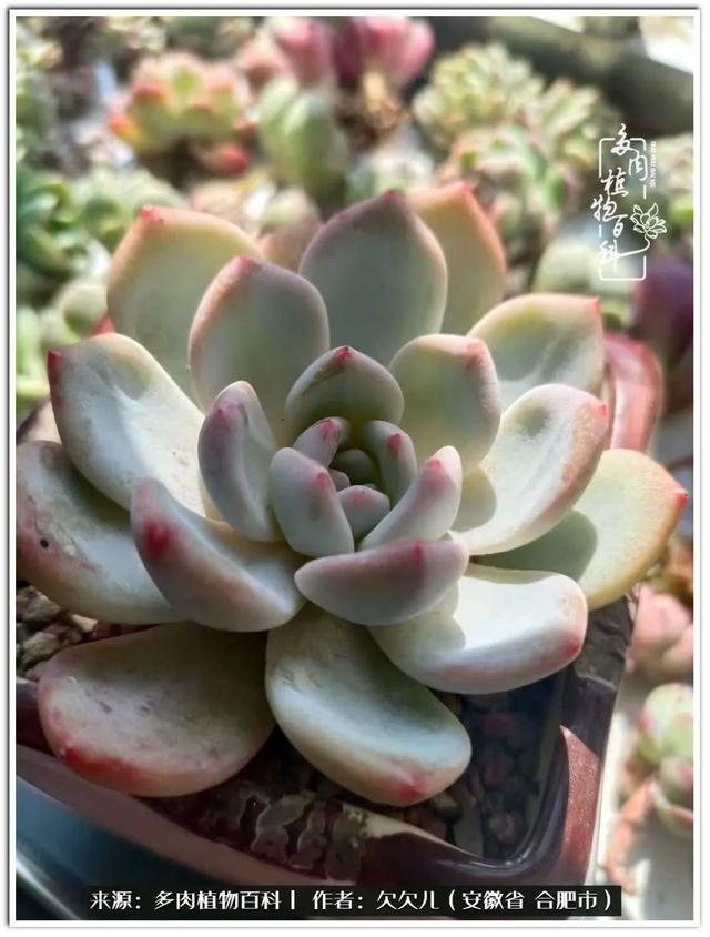 冬去春来,多肉们悄然变化着__财经头条