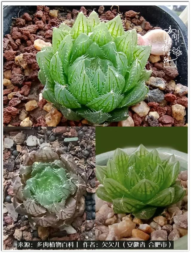 冬去春来,多肉们悄然变化着__财经头条